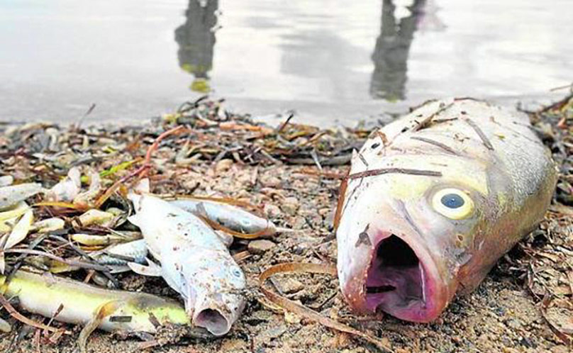 El SEPRONA de la Guardia Civil investiga la causa del hallazgo de peces muertos en el Mar Menor