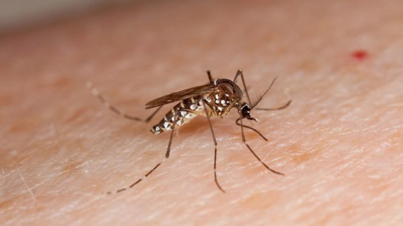 Los expertos alertan del aumento en España de las enfermedades transmitidas por mosquitos