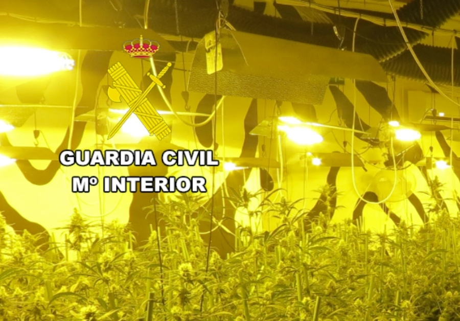 Comandancia de Cuenca: La Guardia Civil de Cuenca desarticula a un grupo dedicado al cultivo de marihuana en la Mancha conquense