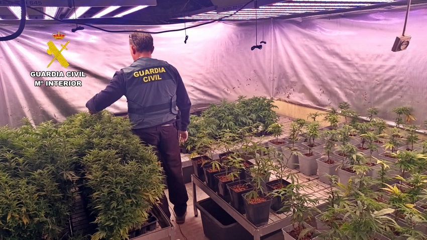 Comandancia de Badajoz. La Guardia Civil desmantela una plantación de marihuana en Villagarcía de la Torre