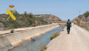 La Guardia Civil de Teruel salva a un cervatillo a punto de morir ahogado en el canal que va desde Calanda hacia Alcañiz