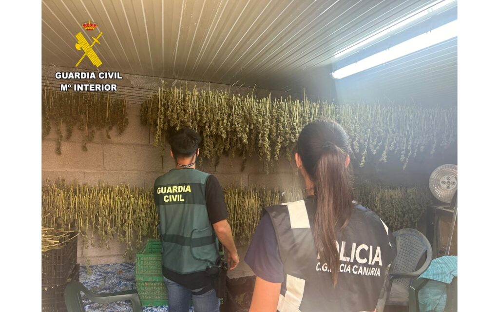 La Guardia Civil incauta más de 900 plantas de marihuana en un invernadero de Arico