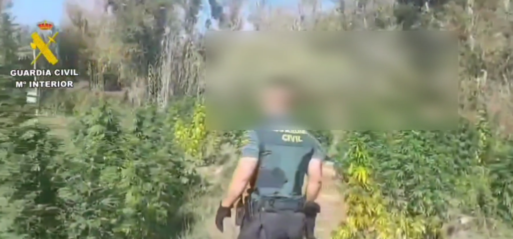 La Guardia Civil de Huesca, desmantela una plantación de marihuana en la Comarca del Bajo Cinca