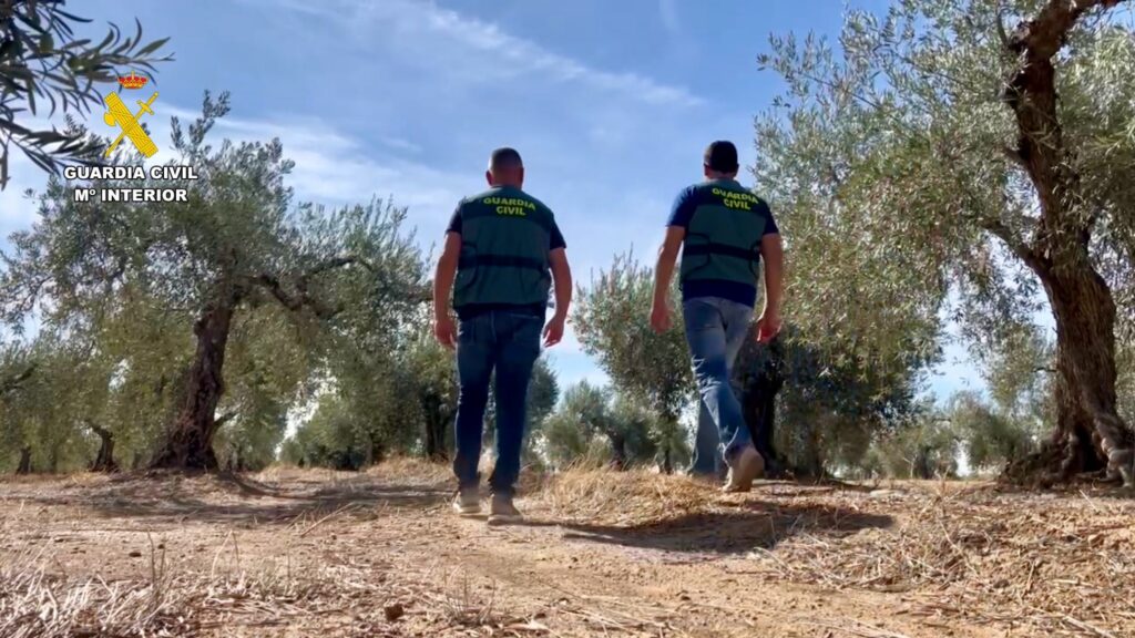 Detenidas cuatro personas por el hurto de 5.000 kilos de aceitunas en una finca de Alcuéscar (Cáceres)