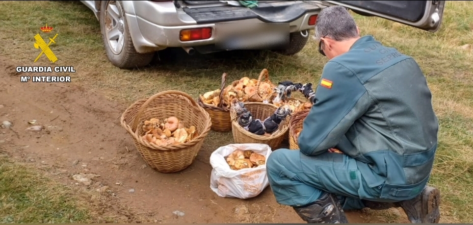 La Guardia Civil refuerza la vigilancia de la recolección de setas silvestres