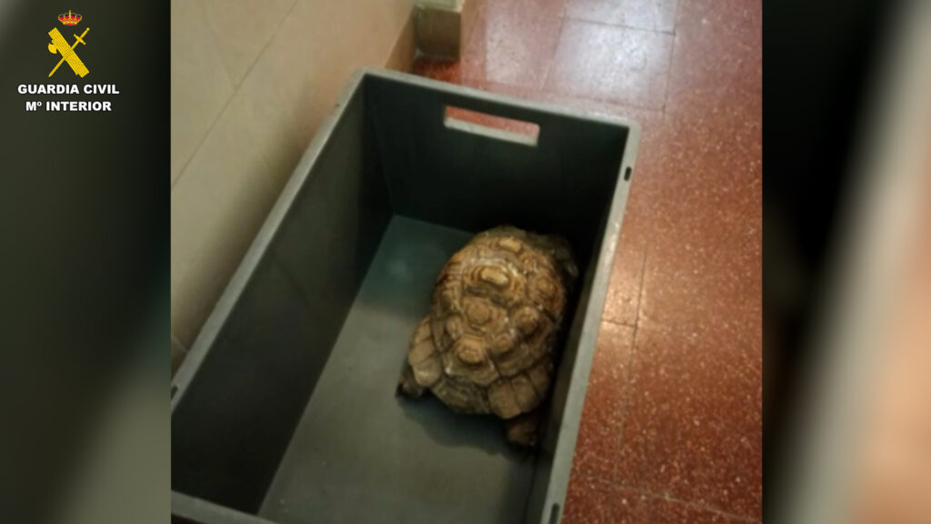 Una persona investigada por tener un núcleo zoológico ilegal en el centro de Santa Cruz de Tenerife