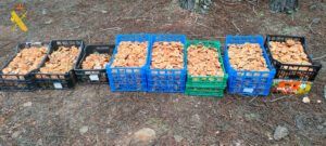 La Guardia Civil de Teruel, aprehende cerca de 64 kgs. de rebollones en dos días