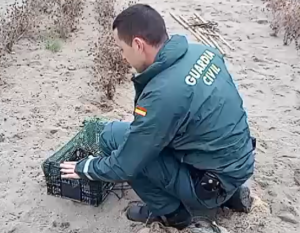 La Guardia Civil investiga a una persona por captura ilegal de jilgueros
