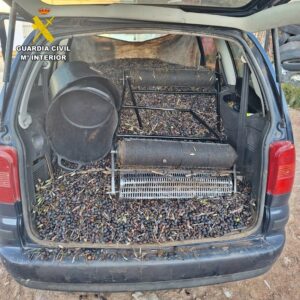 Sorprendidos en un olivar de Usagre cuando sustraían unos 4.000 kg de aceitunas