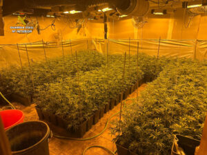 La Guardia Civil descubre una plantación de marihuana al acudir a un domicilio en El Casar para comprobar una señal de alarma