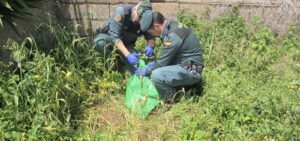 La Guardia Civil esclarece la muerte del perro de una familia en Tegueste