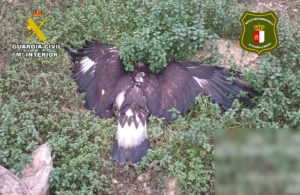 La Guardia Civil de Albacete, en colaboración con Agentes Medioambientales, detiene a una persona por la muerte de un águila real que fue envenenada