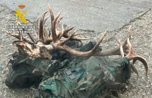 La Guardia Civil interviene 12 desmogues y un trofeo de ciervo obtenidos ilegalmente