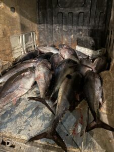 La Guardia Civil interviene en la zona de Tarifa más de 1.200 kilos de atún rojo pescados ilegalmente