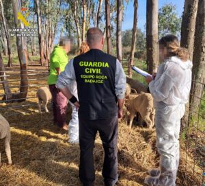 La Guardia Civil desarticula en Badajoz un grupo delictivo dedicado al robo de ganado ovino