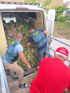 La Guardia Civil esclarece el robo de 2.000 kilos de ajos en Huétor Tájar gracias a la colaboración ciudadana