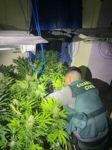La Guardia Civil se incauta de 1.165 plantas de cannabis sativa en las localidades de Salar e Iznalloz