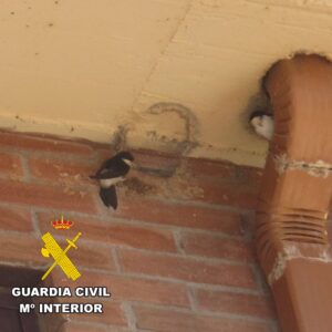 La Guardia Civil pone a disposición judicial a una persona por destruir 16 nidos de golondrina