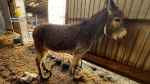 Investigado un ganadero por maltrato continuado a varios burros en Burgos