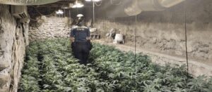 La Guardia Civil ha detenido al propietario de una plantación de marihuana en una nave de aperos en Lújar