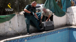La Guardia Civil rescata dos ejemplares de Garduña, atrapadas en el interior de una piscina vacía