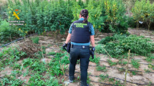 La Guardia Civil desmantela una plantación de marihuana en una zona rural en El Ejido y detiene a tres personas por delito contra la salud pública