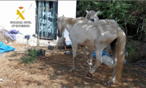 La Guardia Civil pone a disposición judicial a un individuo por maltrato de dos caballos en Cádiar