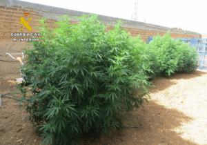 La Guardia Civil de Albacete desmantela dos centros de cultivo de cannabis sativa y un criadero de gallos de pelea