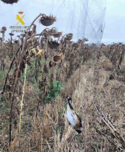 Guardia Civil investiga a dos personas por un delito contra la flora y la fauna ocurrido en el término municipal de La Sotonera