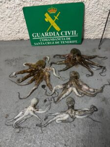 La Guardia Civil sorprende a un varón pescando pulpos en zona prohibida de Candelaria