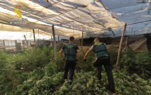 Desmantelado en El Ejido un centro de producción de marihuana con la incautación de 1.300 plantas