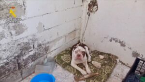 La Guardia Civil investiga a un vecino de Talayuela (Cáceres) por un delito de maltrato animal