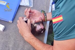 La Guardia Civil investiga a un hombre por delitos de maltrato y abandono animal tras localizar ocho cachorros de perro recién nacidos en el cauce de un arroyo