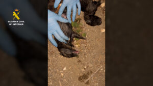 La Guardia Civil localiza 9 cachorros de Can en un contenedor de Pechina