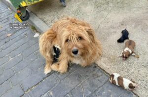 La Guardia Civil investiga a un hombre por un delito de abandono animal en Aldeanueva de la Vera (Cáceres)