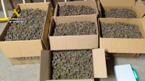 La Guardia Civil desmantela dos plantaciones de marihuana en la provincia de Cáceres e incauta 382 plantas y cerca de 18 kilogramos de cogollos