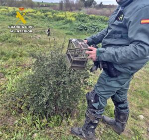 La Guardia Civil sorprende a un emeritense cazando jilgueros con artes prohibidas