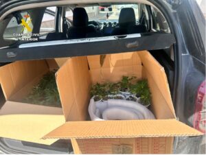 La Guardia Civil aprehende 49 plantas de marihuana en el interior de un vehículo en Puente Mayorga