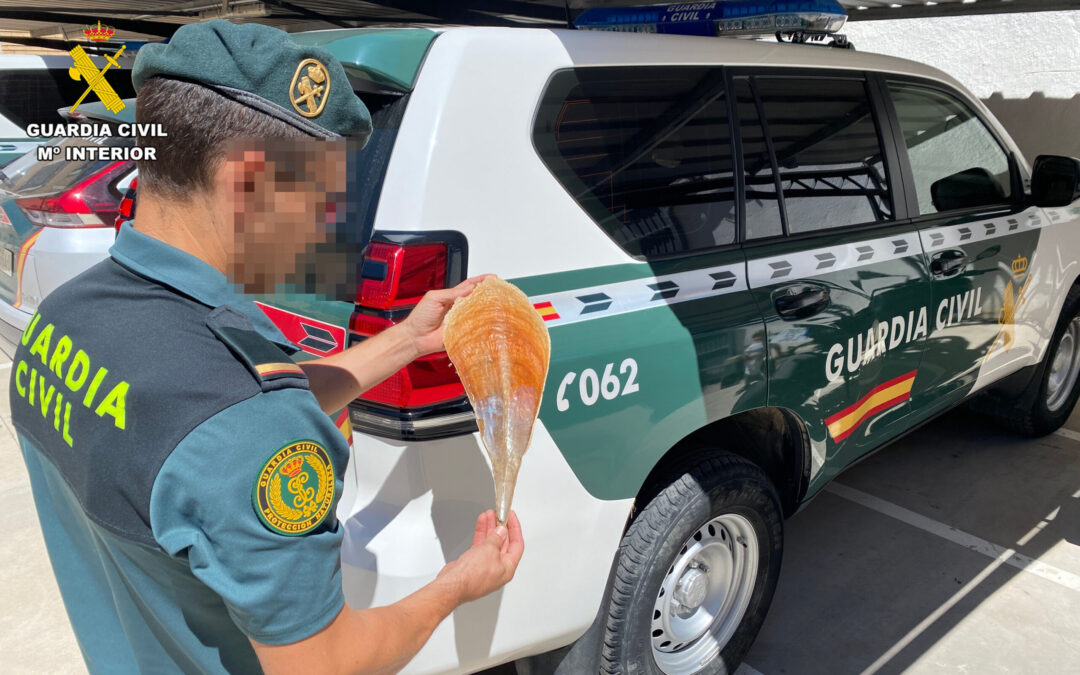 Comandancia de Tarragona. La Guardia Civil de Tarragona investiga a un individuo que tenía a la venta en internet “nacra” (pinna nobilis), que es un molusco catalogado en peligro de extinción