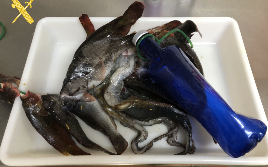 La Guardia Civil pilla infraganti a un pescador furtivo mientras realizaba pesca submarina de noche con fusil en Radazul