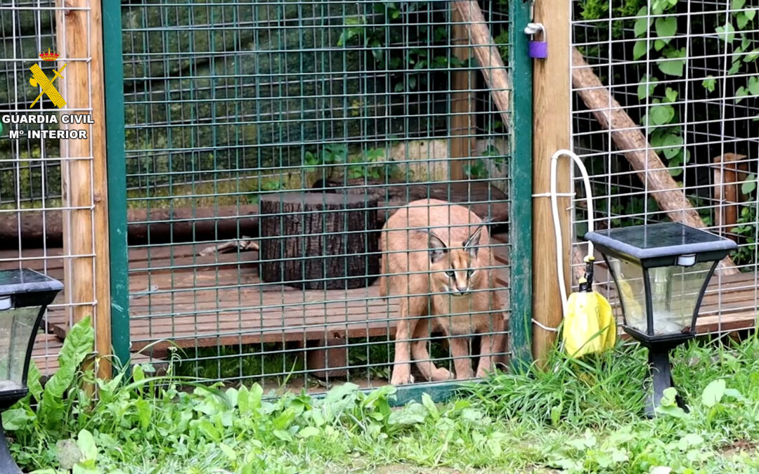 Comandancia de Cantabria. La Guardia Civil interviene dos linces protegidos que habían sido vendidos de forma ilegal