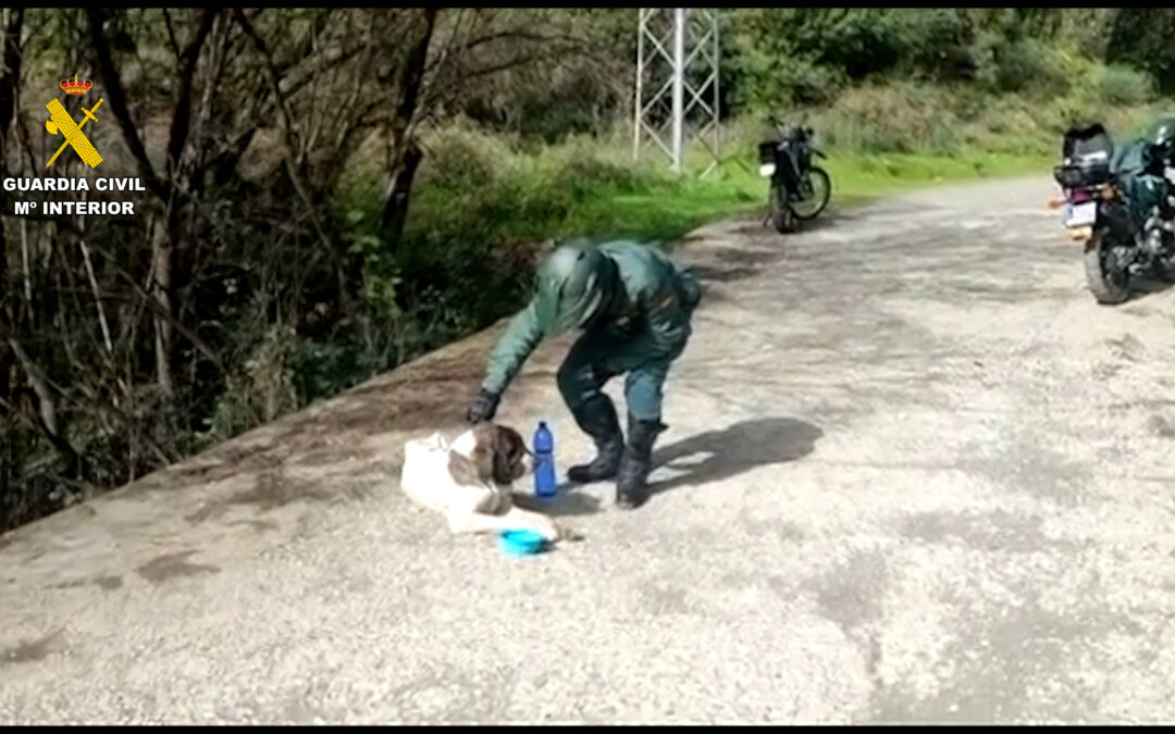 La Guardia Civil rescata a 111 animales en Málaga en una operación contra el maltrato y el abandono