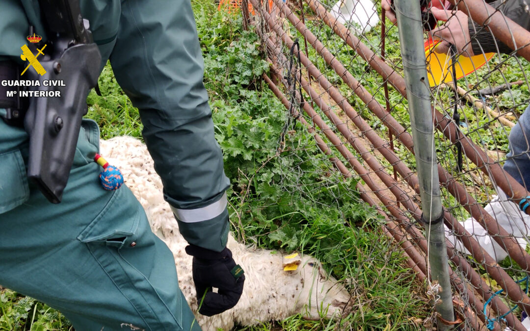 Investigado en Uceda  (Guadalajara) el propietario de una explotación ganadera con multitud de animales muertos por falta de cuidado