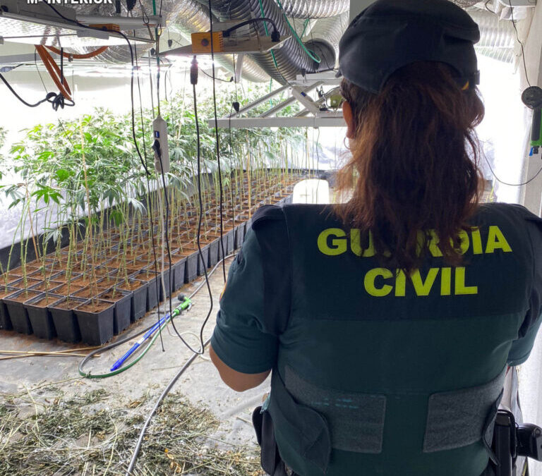 La Guardia Civil desmantela una plantación de marihuana en la A-2