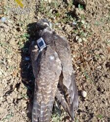 El Seprona investiga a una persona por la muerte de un halcón peregrino