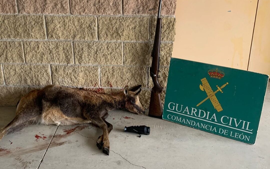 Comandancia de León: La Guardia Civil denuncia a dos cazadores furtivos en los montes de Balboa (León)