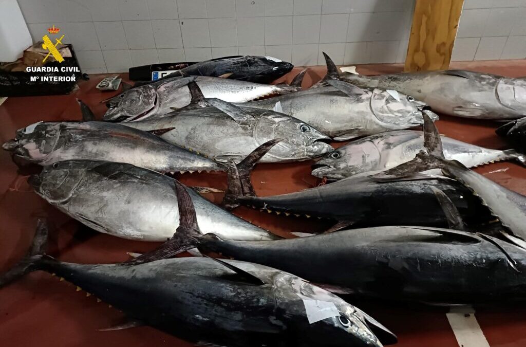 Aprehendidos por la Guardia Civil 850 kilos de atún rojo capturados ilegalmente