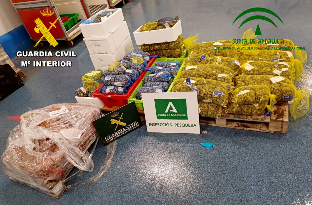 La Guardia Civil, ha intervenido 341 kilogramos de Chirla y Almeja Japonesa, con una talla inferior a la reglamentaria