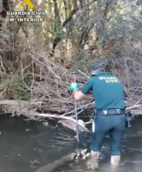 El Seprona investiga a una persona por maltrato animal