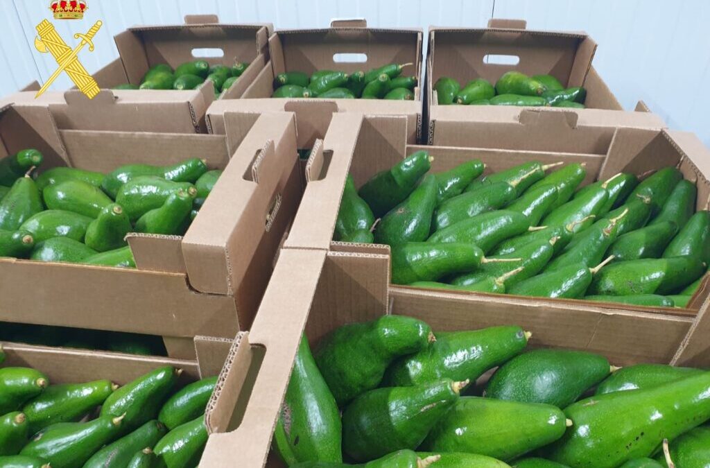 La Guardia Civil investiga a un varón acusado de sustraer 1.600 kg de aguacates en una finca del municipio de Tacoronte